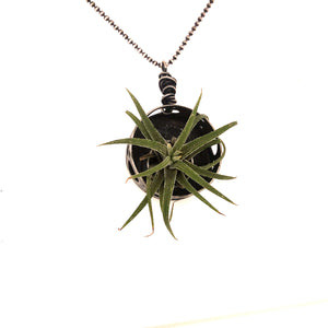 Air Plant Necklace