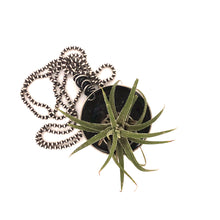 Load image into Gallery viewer, Air Plant Necklace