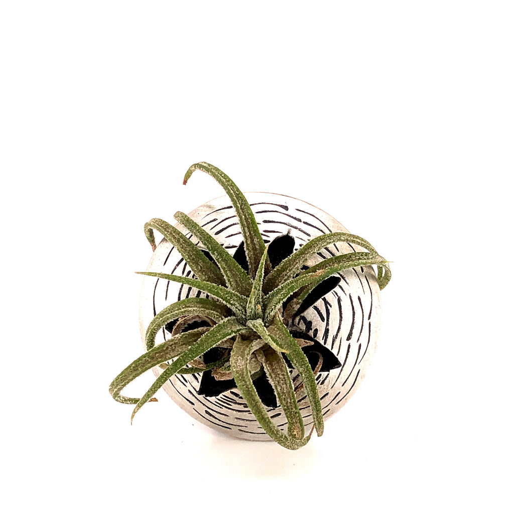 Air Plant Ring